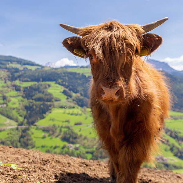 Highland cattle