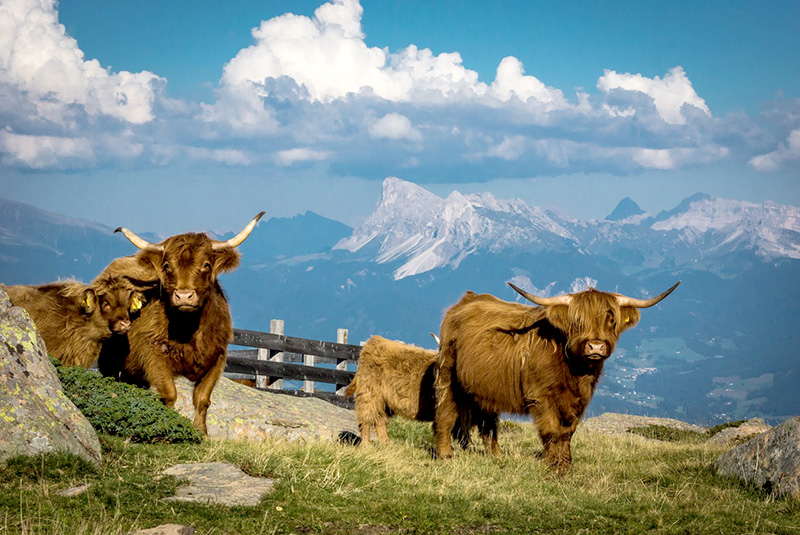Scottish Highland Cattle