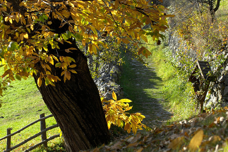 Chestnut path in the Isarco Valley (Kastanienweg)