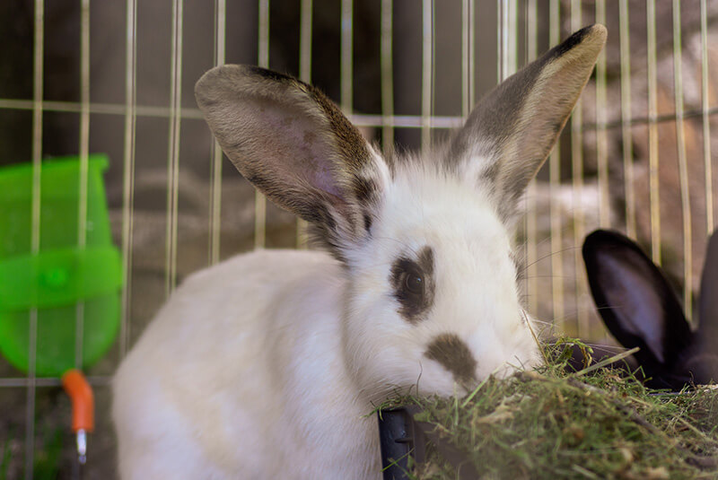 Accarezzare i conigli